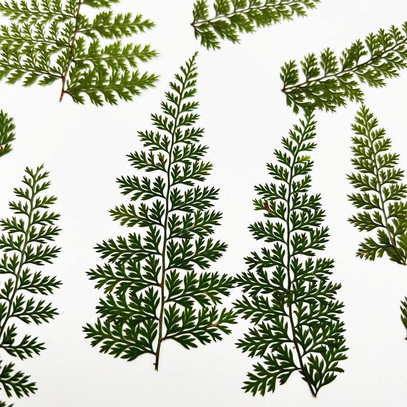 100Pcs Natural Rain Fern Leaf  - Resin Craft Ideas recension och pris
