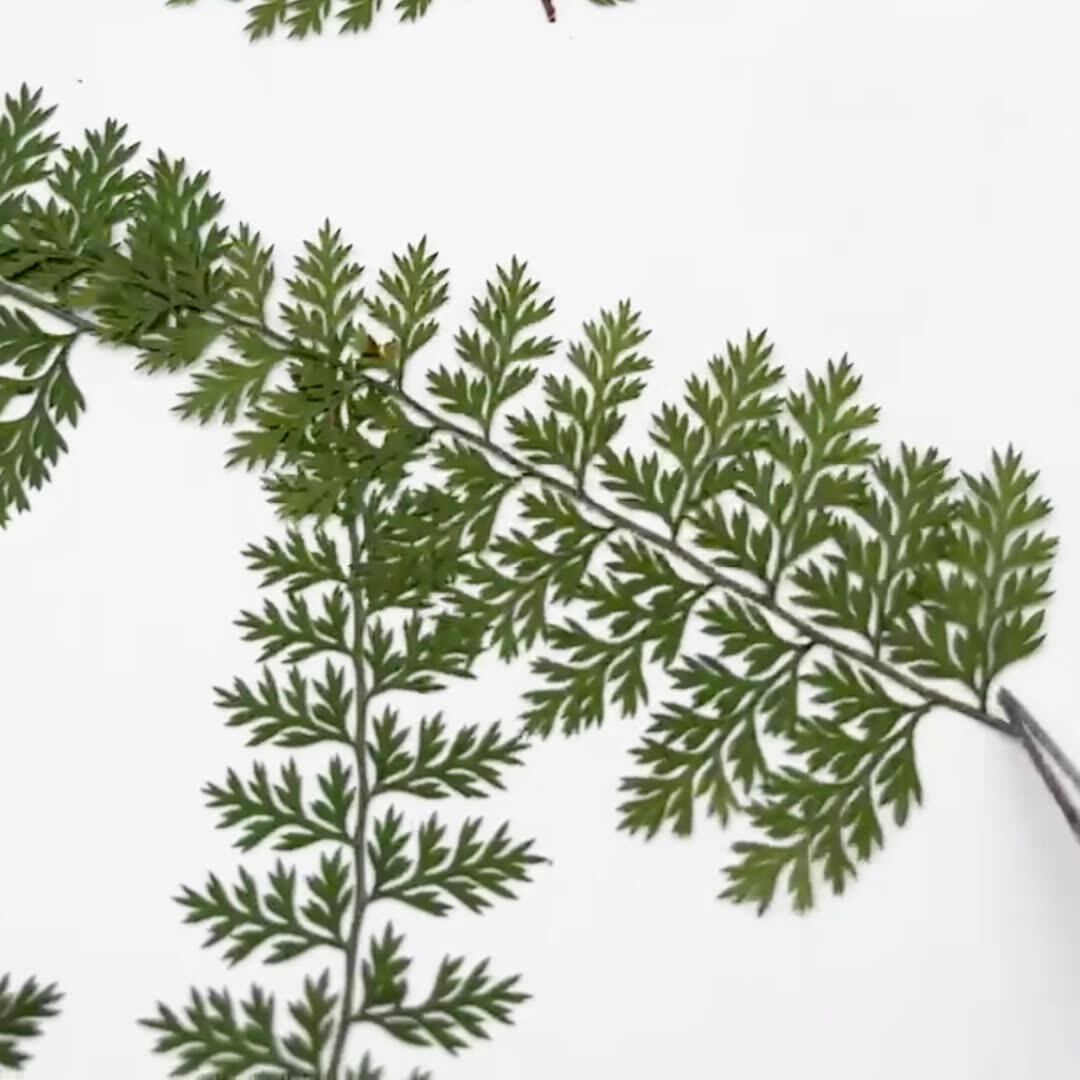 100Pcs Natural Rain Fern Leaf  - Resin Craft Ideas recension och pris