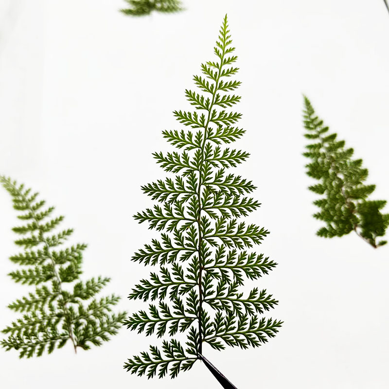 100Pcs Natural Rain Fern Leaf  - Resin Craft Ideas recension och pris
